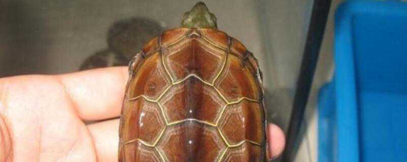 黑颈龟草龟的区别 黑颈龟草龟的区别在哪
