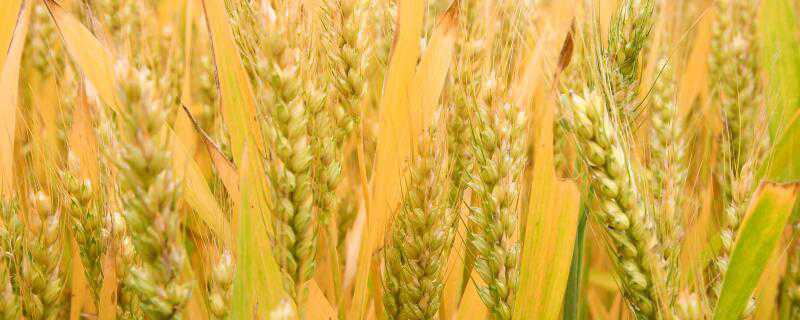 峰川9号小麦品种特性介绍！ 峰川9号小麦品种特性介绍图片
