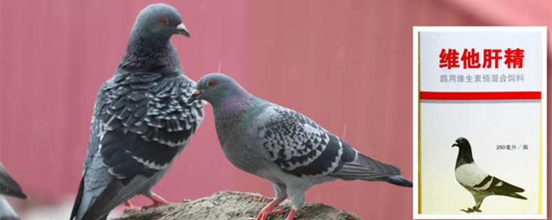 肝精对鸽子的作用 肝精对鸽子的作用与功效