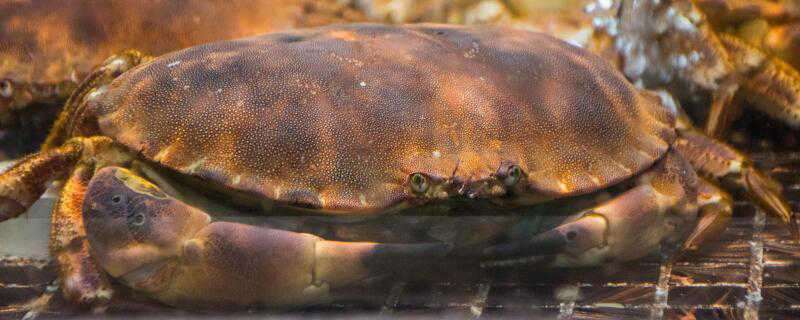 黄道蟹和面包蟹的区别（黄道蟹和面包蟹的区别图片）