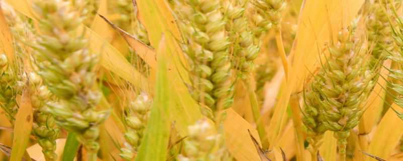 镇麦13品种介绍 镇麦15品种特征特性