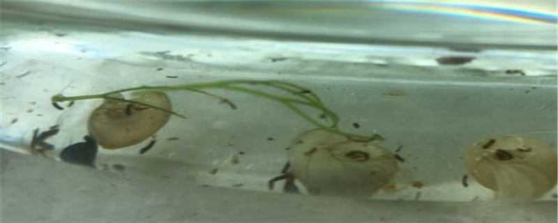 苹果螺怎么繁殖