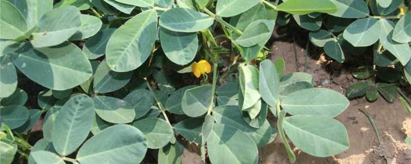 花生用什么农药（花生用什么农药好）