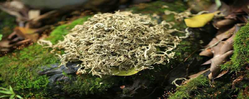 艾草与蒿草的区别 艾草与蒿草的区别与功效