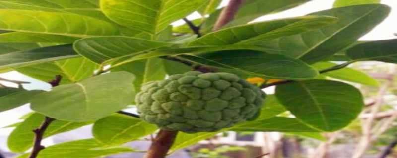 释迦病害怎么治 释迦果主要病虫害