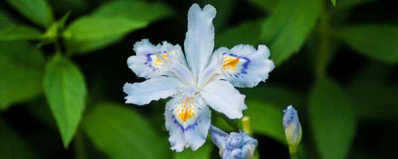 花盆里的花怎么施肥（怎么给花盆里的花施肥）