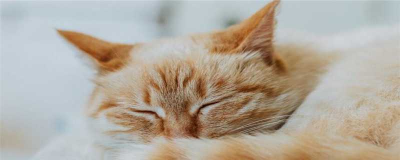 猫的养法你知道过吗（猫咪的养法）