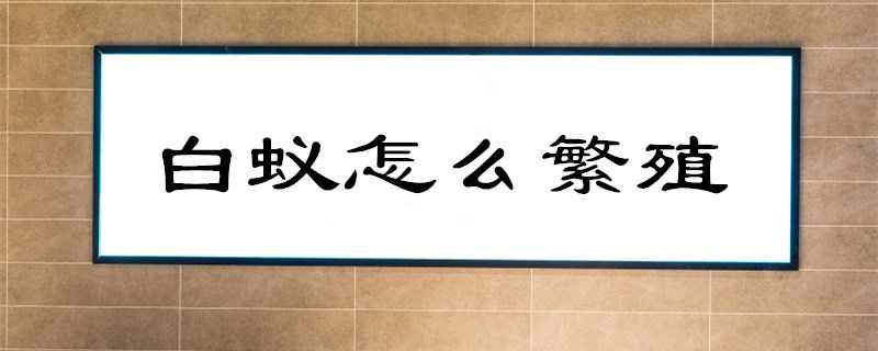 白蚁怎么繁殖？