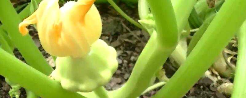 莲花果可以生吃吗 莲花果可以生吃吗有毒吗