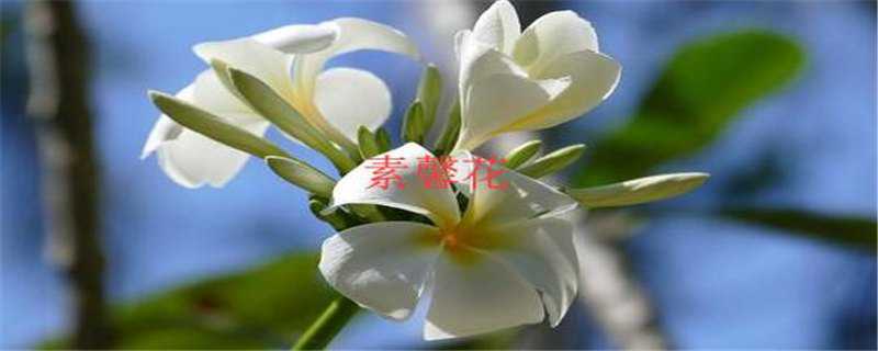 素罄花与素馨花的区别 素馨花与素馨花的区别