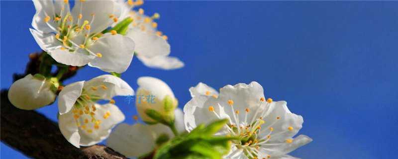 李子花和梨花的区别 李花和梨花有什么区别
