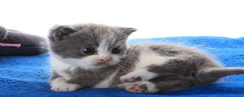 猫咪近亲繁殖会怎么样 猫咪近亲会繁殖吗