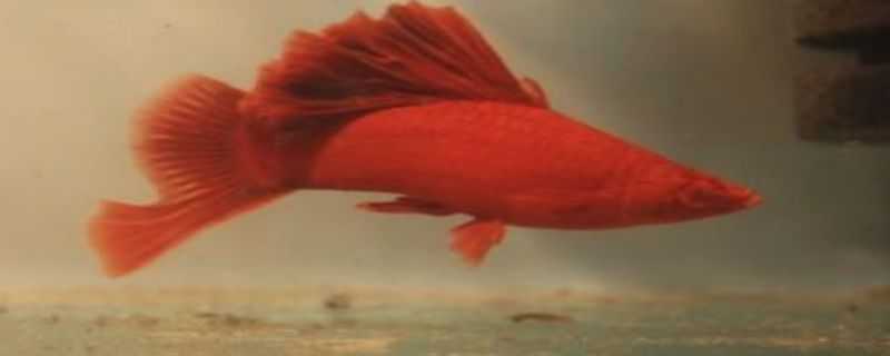 高鳍红箭怎么搭配繁殖 高鳍红箭为什么不繁殖