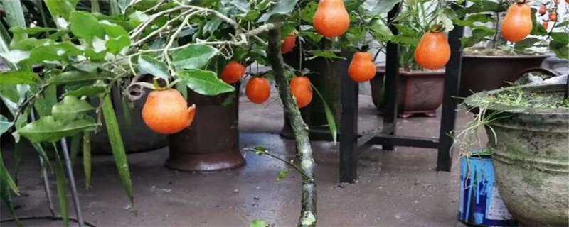 金弹子种植几年可以结果（金弹子种植几年可以结果子）