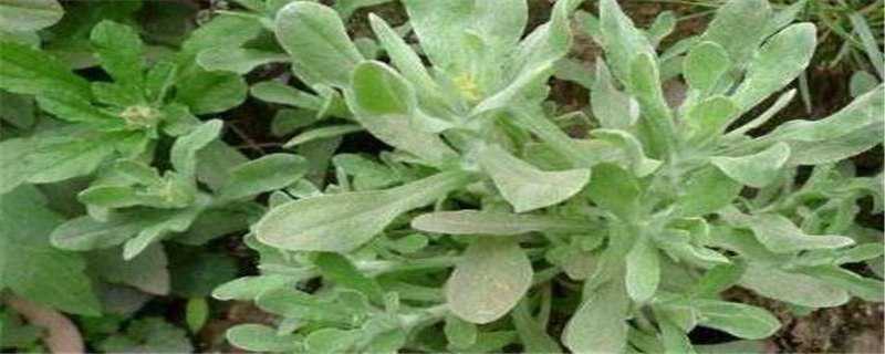 清明菜就是绵花草是吗（和清明菜相似的草）