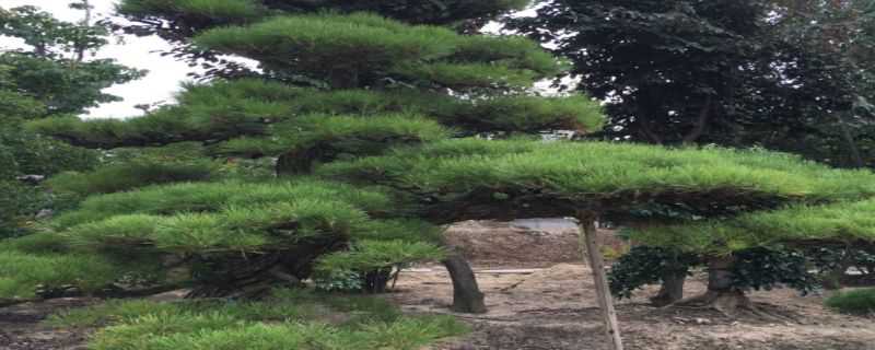 黑松用什么土养 黑松用什么土养最好