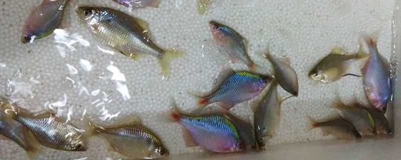 鳑鲏没有河蚌怎么繁殖（鳑鲏鱼没有河蚌怎么繁殖）