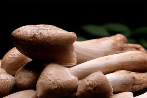 菌中之王“鸡枞”价格多少钱一斤 鸡枞菌价格多少一斤