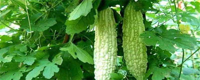苦瓜用什么农药杀虫好（苦瓜用什么农药杀菌）