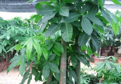 盆栽发财树怎么种植（盆栽发财树怎么种植好）