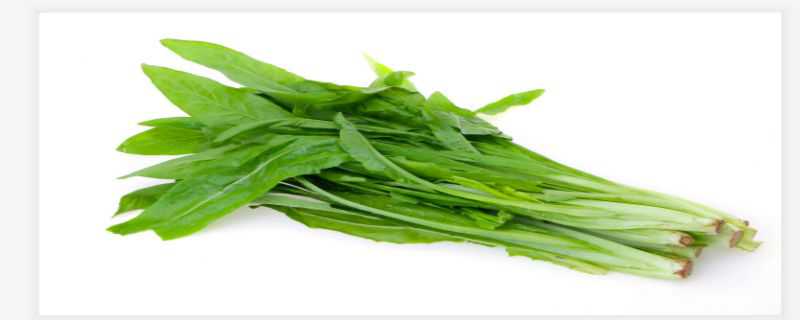 油麦菜是转基因蔬菜吗 油麦菜是转基因蔬菜吗