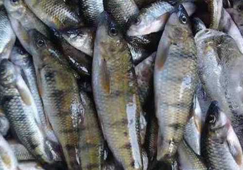 淡水石斑鱼多少钱一斤 淡水石斑鱼多少钱一斤市场价