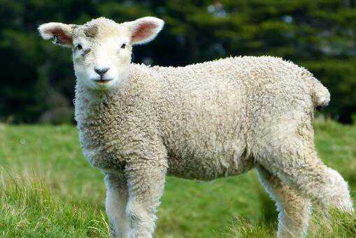 羊从出生到出栏大概要多久 羊从羊羔养到出栏需要几个月