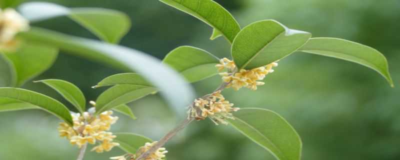 桂花的种植和注意事项 桂花的种植和注意事项视频