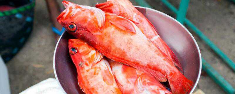 小红鲫鱼的养法介绍 小红鲫鱼的养法介绍图片