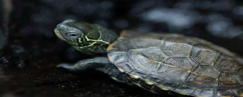 中华草龟是保护动物吗（中华草龟是濒危物种吗）
