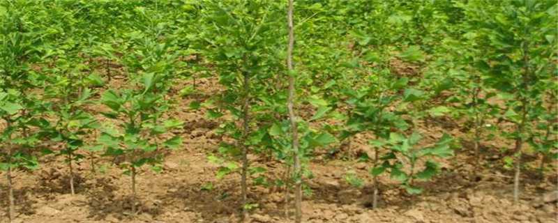 银杏树苗的种植方法（银杏树苗的种植方法和技术）