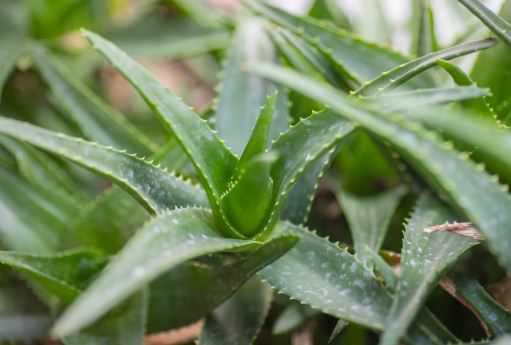 芦荟苗种植方法