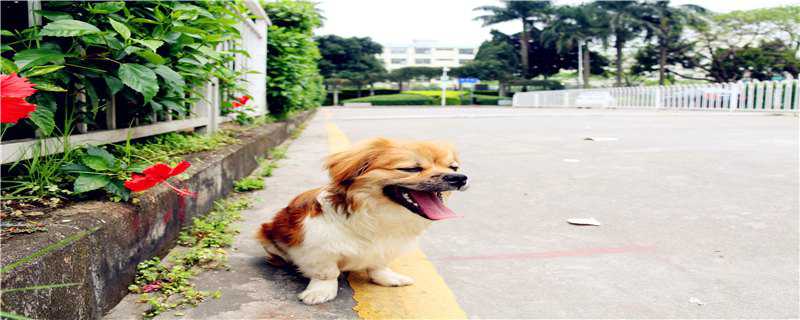 边牧幼犬怎么养（边牧幼犬怎么养,边境牧羊犬喂养攻略）