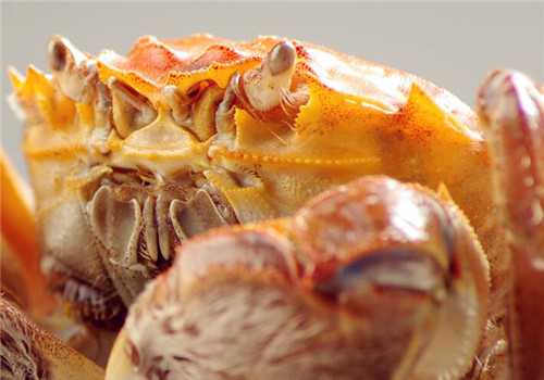 大闸蟹季节是从几月到几月 大闸蟹哪个月份