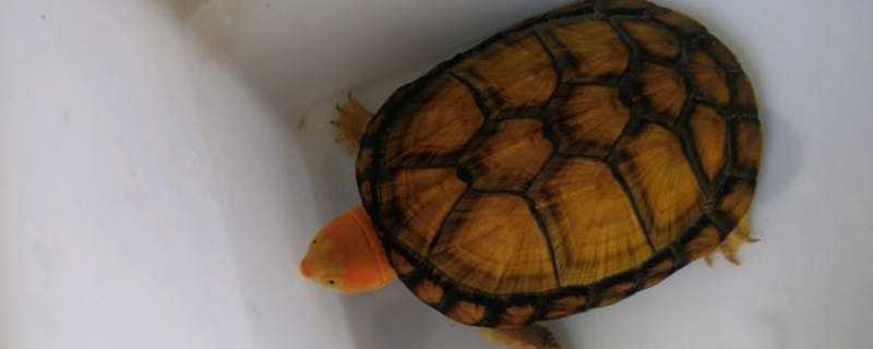 红面蛋龟怎么养 红面蛋龟怎么养掉黑色素