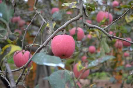 夏季苹果病虫害防治方法有哪些（苹果主要病虫害及防治）