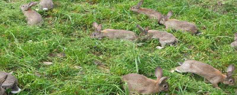 哪里有养殖野兔的（哪里有养殖野兔的）