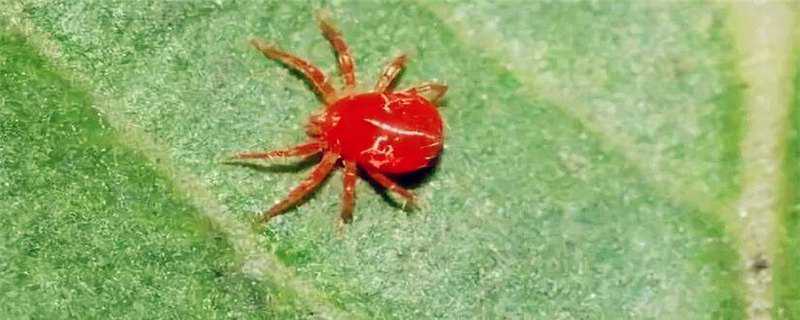 红蜘蛛的天敌是什么 红蜘蛛的天敌是什么昆虫