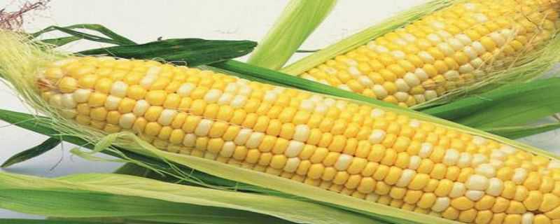 转基因玉米品种有哪些 玉米种转基因品种有哪些