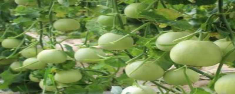 香瓜种植技术与管理法
