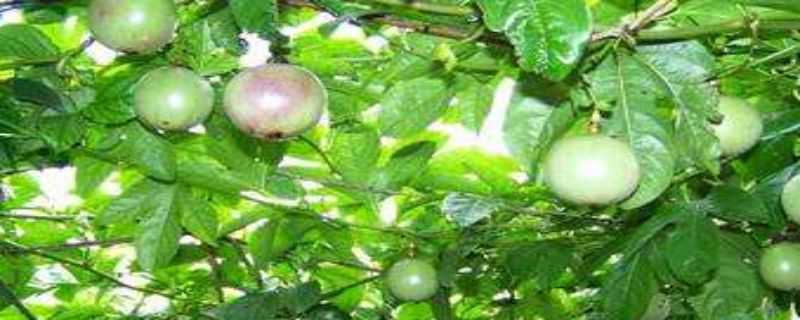 西番莲的种植方法 西番莲的种植方法和技术