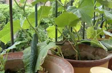 盆栽黄瓜的种植方法是什么（盆栽黄瓜的种植方法是什么意思）