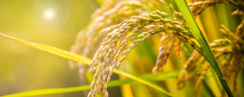 东北稻子什么时候成熟 稻子什么时候季节完全成熟