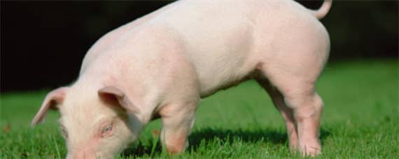 杜洛克猪的品种介绍 新品种杜洛克猪