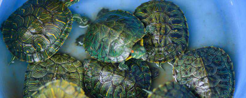 众多小绿龟