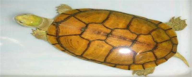 黄喉水龟和中华草龟的区别在哪 黄喉拟水龟和中华草龟的区别