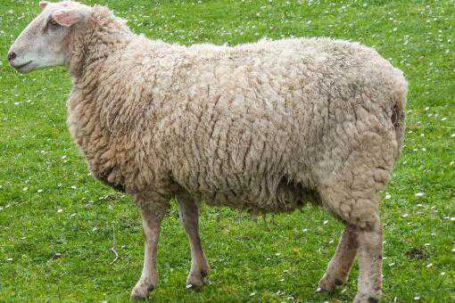 各地羊肉最新价格多少钱一斤 今年的羊肉价格多少钱1斤