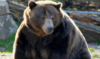 灰熊是哪个国家的国宝（灰熊和北极熊是哪个国家的国宝）