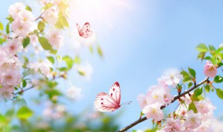 2022年春分是什么日子 2022年春分这天结婚好不好