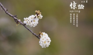 惊蛰是什么日子 惊蛰是哪一天呢